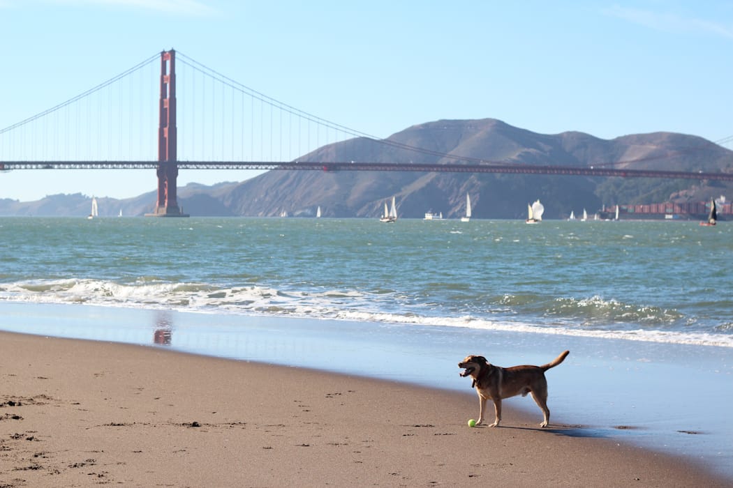 Crissy Fields | The Crafted Life