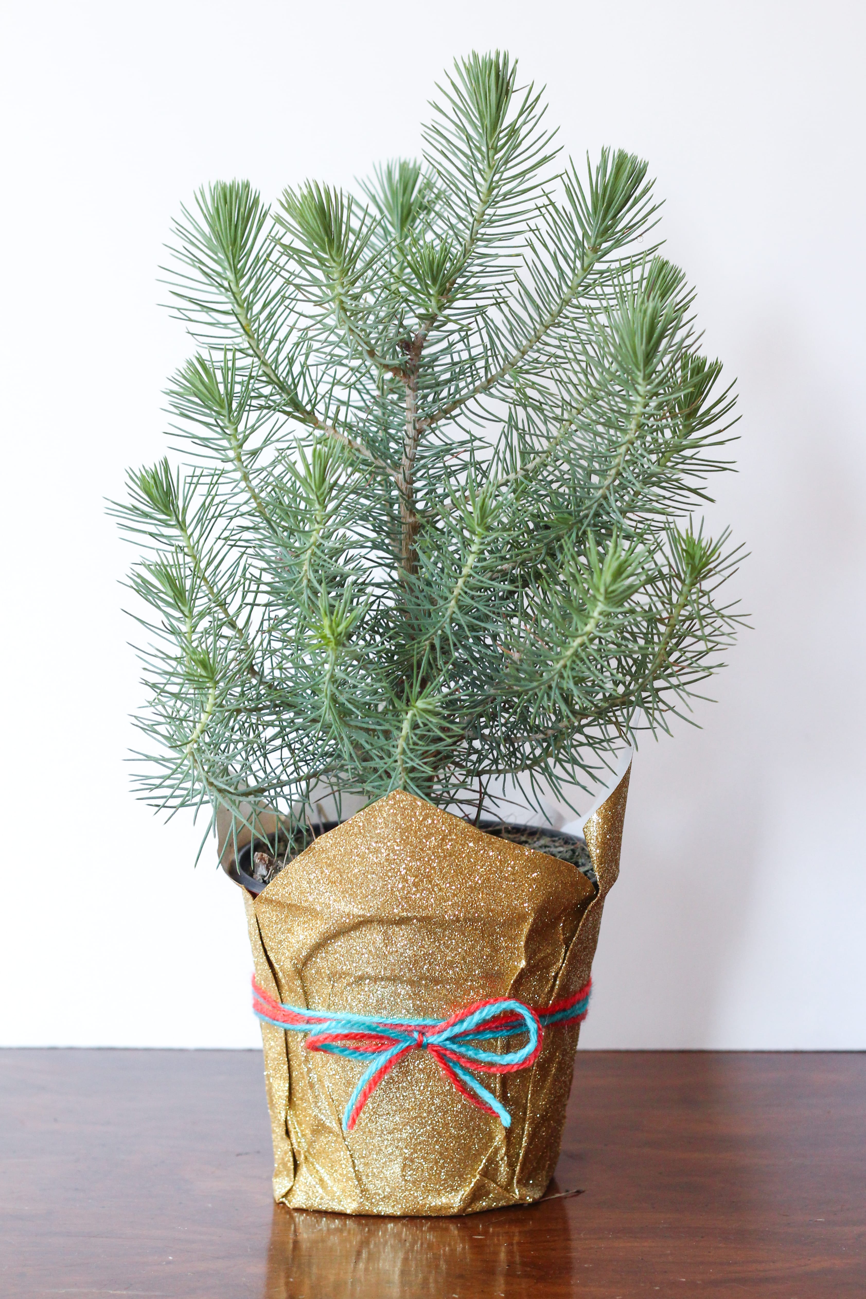 DIY Wrapped Mini Tree | The Crafted Life