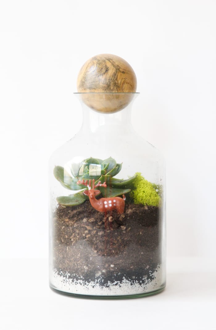 How to Make a Terrarium