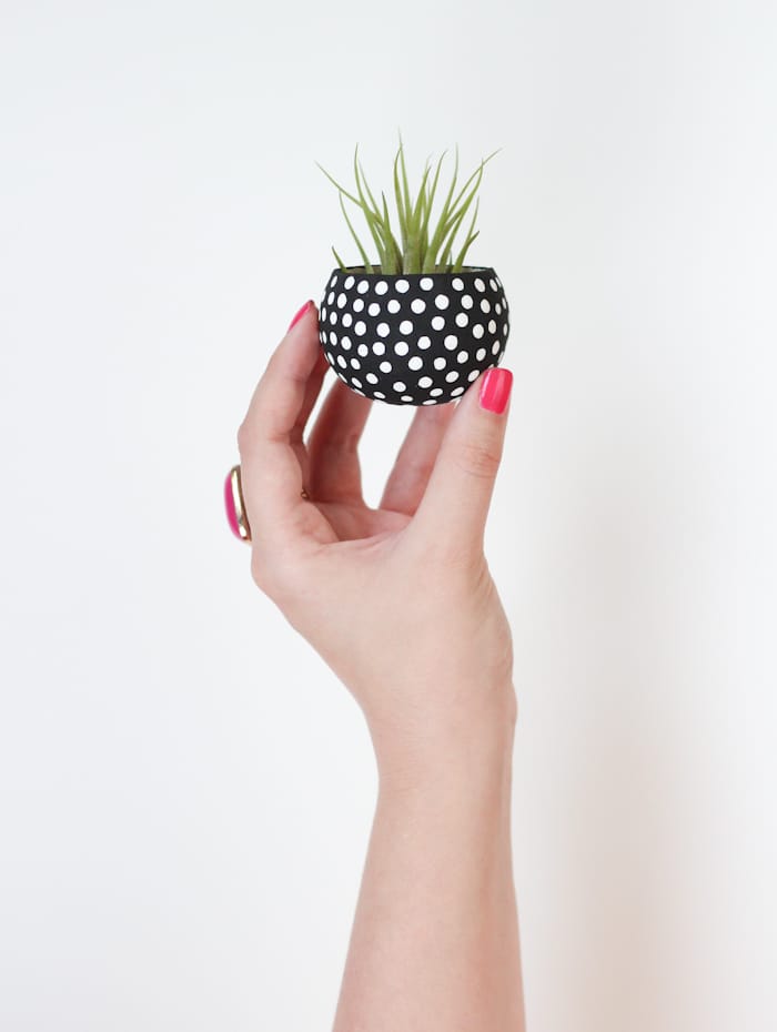 Black & White Air Plant Holders