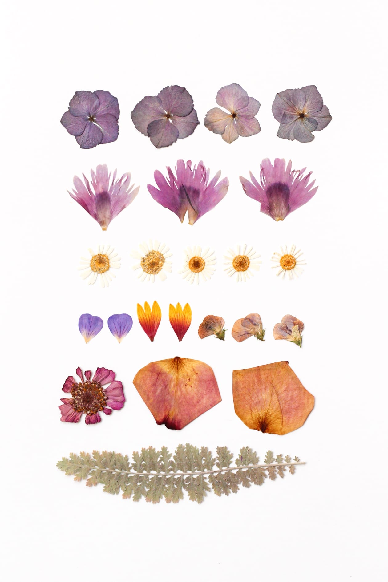 Dried-Flower-Coasters-2 Dried flowers