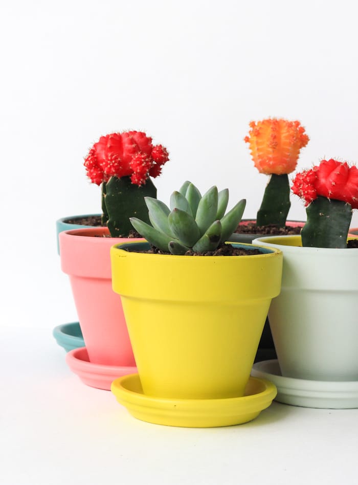 DIY Painted Planters (inspired by Rifle paper Co)
