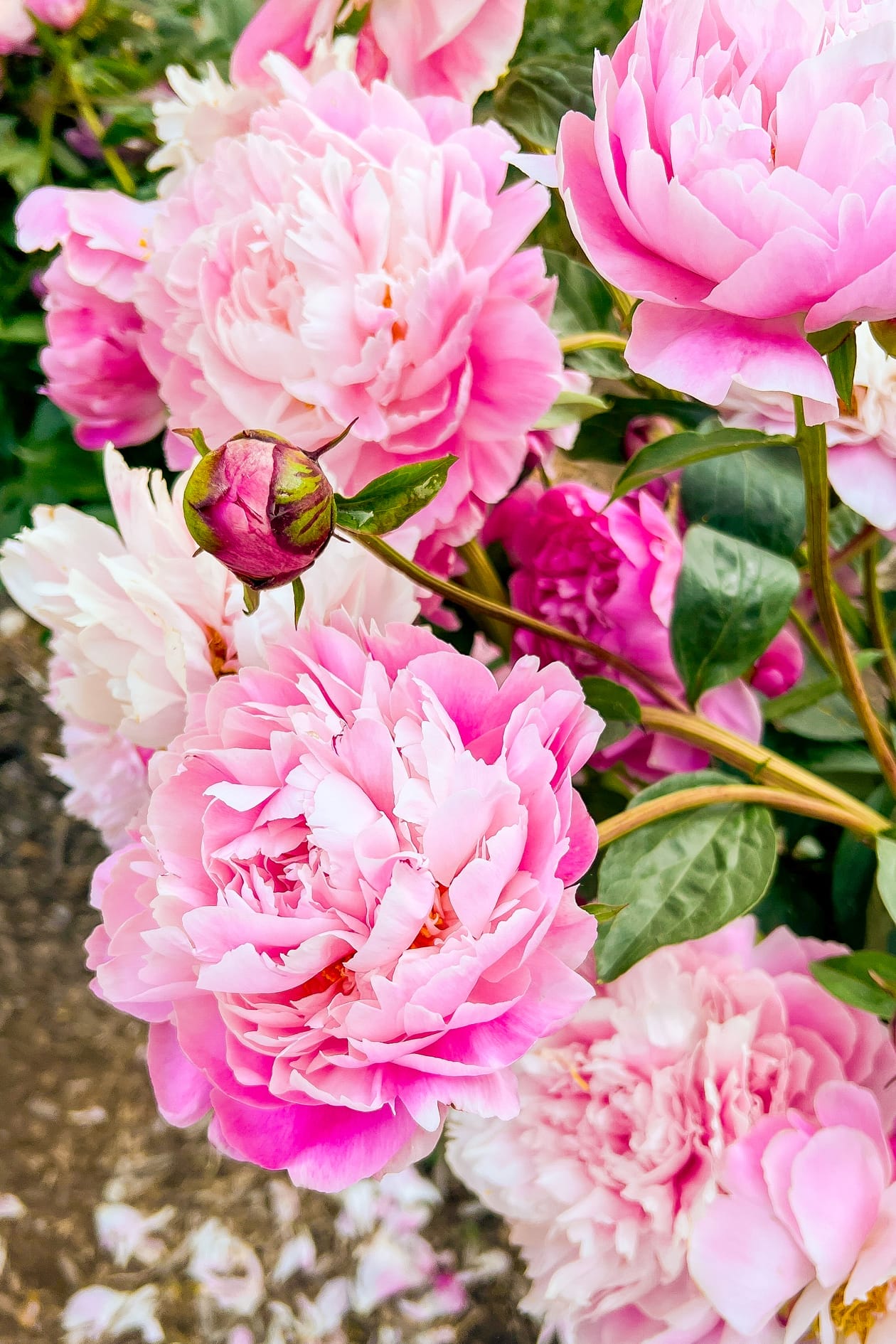 pink peony bush