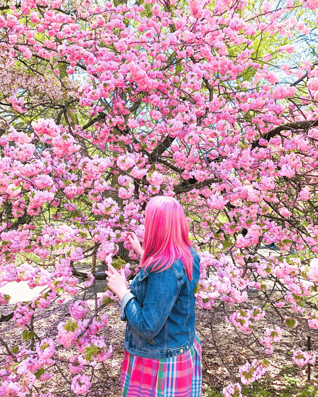 Cherry Blossoms