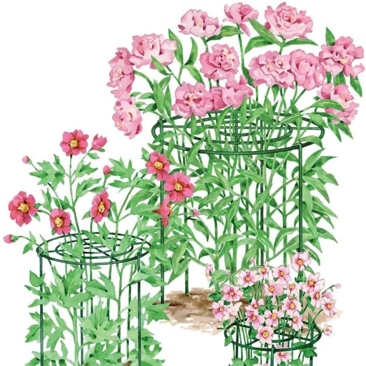 Plant supports for peonies